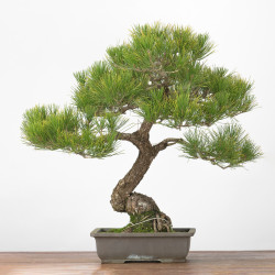 Pinus thunbergii - B3277