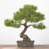 Pinus thumbergii - B3277