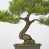 Pinus thumbergii - B3277