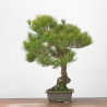 Pinus thumbergii - B3277