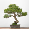 Pinus thumbergii - B3277