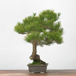 Pinus thumbergii - B3277