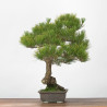 Pinus thumbergii - B3277