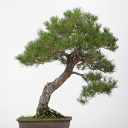 Pinus thumbergii - B3279
