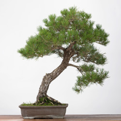 Pinus thumbergii - B3279