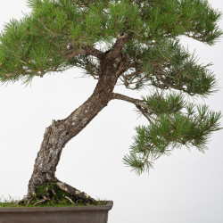 Pinus thumbergii - B3279