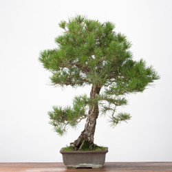 Pinus thumbergii - B3279