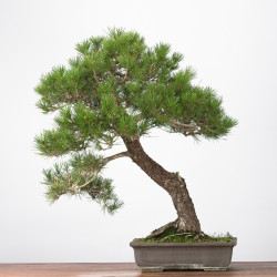 Pinus thumbergii - B3279