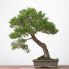 Pinus thumbergii - B3279