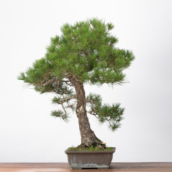 Pinus thumbergii - B3279