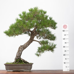 Pinus thumbergii - B3279
