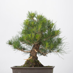Pinus thumbergii - B3282