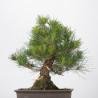 Pinus thumbergii - B3282
