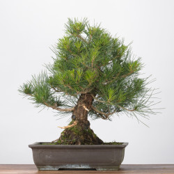 Pinus thumbergii - B3282