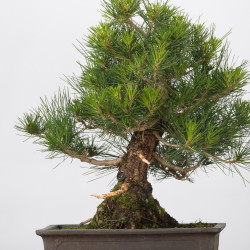 Pinus thumbergii - B3282
