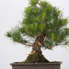 Pinus thumbergii - B3282