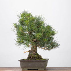 Pinus thumbergii - B3282