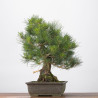 Pinus thumbergii - B3282
