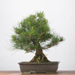 Pinus thumbergii - B3282