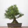 Pinus thumbergii - B3282