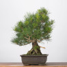 Pinus thumbergii - B3282