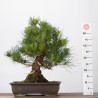 Pinus thumbergii - B3282