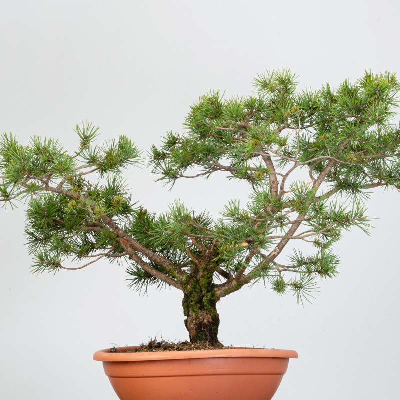 PINUS SYLVESTRIS - B3328