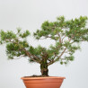 PINUS SYLVESTRIS - B3328