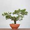 PINUS SYLVESTRIS - B3328