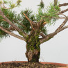 PINUS SYLVESTRIS - B3328