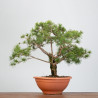 PINUS SYLVESTRIS - B3328