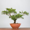 PINUS SYLVESTRIS - B3328