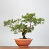 PINUS SYLVESTRIS - B3328