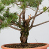 PINUS SYLVESTRIS - B3328