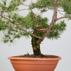PINUS SYLVESTRIS - B3328