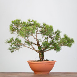 PINUS SYLVESTRIS - B3328