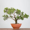 PINUS SYLVESTRIS - B3328