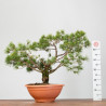 PINUS SYLVESTRIS - B3328