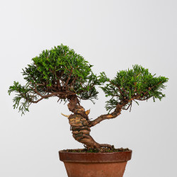 Juniperus itoigawa - B4223