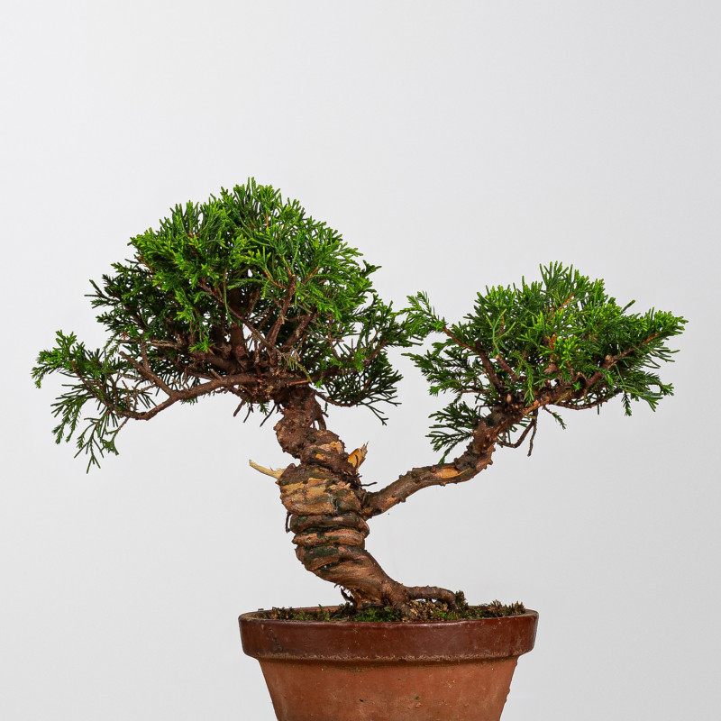 Juniperus itoigawa - B4223