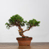 Juniperus itoigawa - B4223