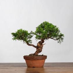 Juniperus itoigawa - B4223
