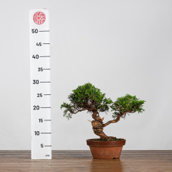 Juniperus itoigawa - B4223