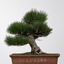 Pinus thunbergii - B4278