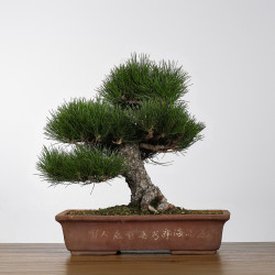 Pinus thunbergii - B4278