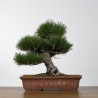 Pinus thunbergii - B4278