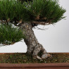 Pinus thunbergii - B4278
