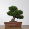 Pinus thunbergii - B4278