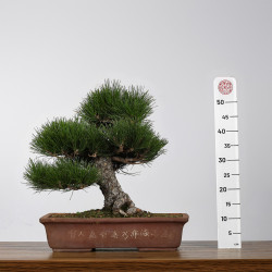 Pinus thunbergii - B4278