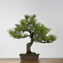Pinus thumbergii - B4280